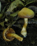 Cortinarius distans image