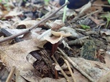 Gymnopus dichrous image
