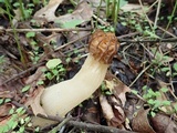 Morchella punctipes image
