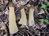 Morchella punctipes image