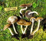 Psathyrella ellenae var. yubaensis image