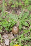 Amanita sect. Vaginatae image