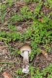 Amanita sect. Vaginatae image