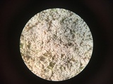 Botryobasidium vagum image