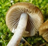 Psathyrella ellenae var. yubaensis image
