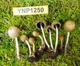 Coprinellus impatiens image