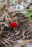 Hygrocybe acutoconica image