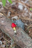Hygrocybe acutoconica image