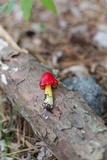 Hygrocybe acutoconica image