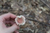 Russula nitida image