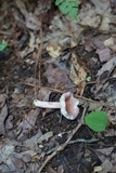 Russula nitida image