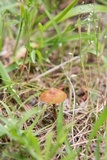 Inocybe calospora image