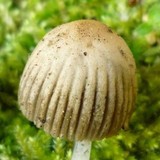 Coprinellus impatiens image