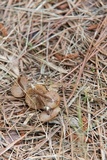Inocybe calospora image