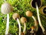 Coprinellus impatiens image