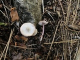 Mycena pura image