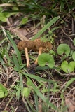 Inocybe unicolor image
