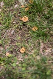 Inocybe unicolor image