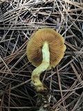 Cortinarius thiersii image