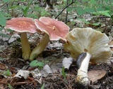 Rhodocollybia butyracea image