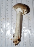 Amanita submaculata image