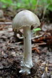 Amanita submaculata image