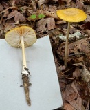 Xerula megalospora image