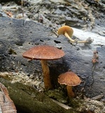Flammulaster erinaceellus image