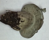 Hygrophorus caeruleus image