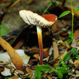 Marasmius elegans image