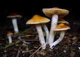Psilocybe subaeruginosa image