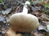 Megacollybia rodmanii image