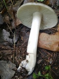 Megacollybia rodmanii image