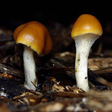 Psilocybe subaeruginosa image