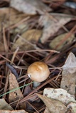 Rhodocollybia butyracea image