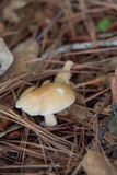 Rhodocollybia butyracea image