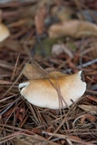 Rhodocollybia butyracea image