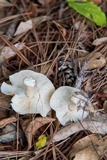 Rhodocollybia butyracea image