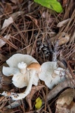 Rhodocollybia butyracea image