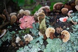 Phlebia incarnata image