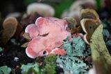 Phlebia incarnata image