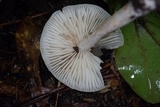 Marasmius nigrodiscus image