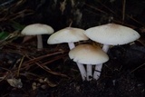 Marasmius nigrodiscus image