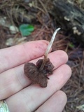 Coprinellus xanthothrix image
