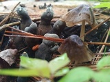 Coprinellus xanthothrix image