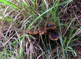 Cortinarius caninus image