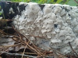 Oxyporus latemarginatus image