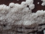 Ceratiomyxa fruticulosa var. fruticulosa image