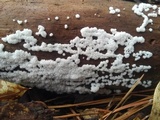 Ceratiomyxa fruticulosa var. fruticulosa image
