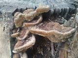 Fomitopsis durescens image